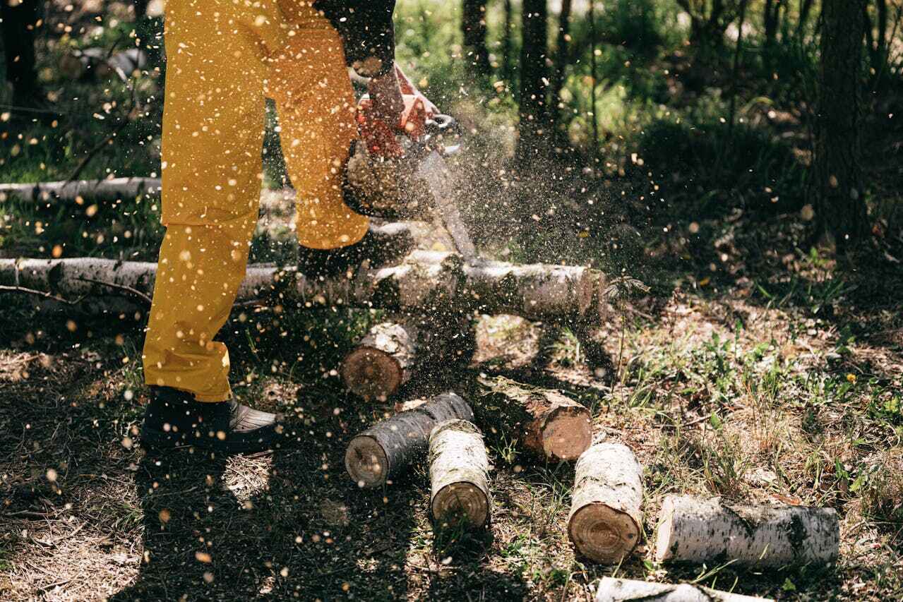 Palm Tree Trimming